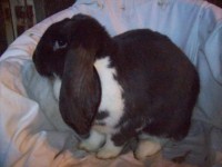 /album/francuzsky-baran1/z-foto-021-jpg2/